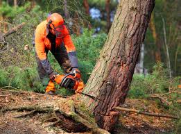 Best Tree Health Inspection  in Sherrelwood, CO